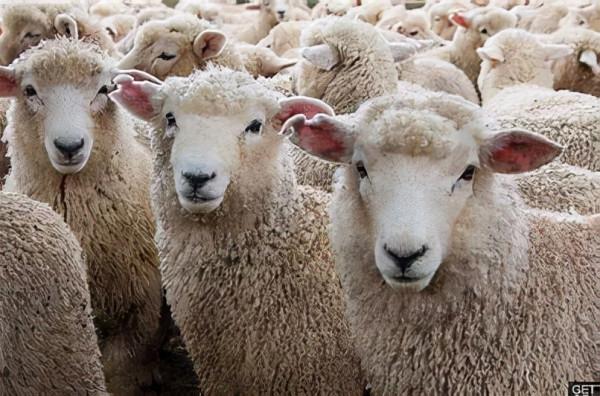 羊價一跌再跌,養羊戶難保本,未來該何去何從? 羊價一跌再跌,養羊戶難保本,未來該何去何從?