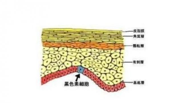 切爾諾貝利發現的真菌，靠“吞輻射”繁殖，有可能成為航天黑科技