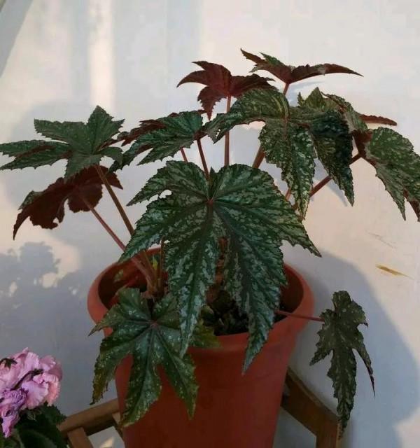 這5種葉子,現在可扦插,生根快成活率高,30天收穫滿滿一陽臺 這5種葉子,現在可扦插,生根快成活率高,30天收穫滿滿一陽臺