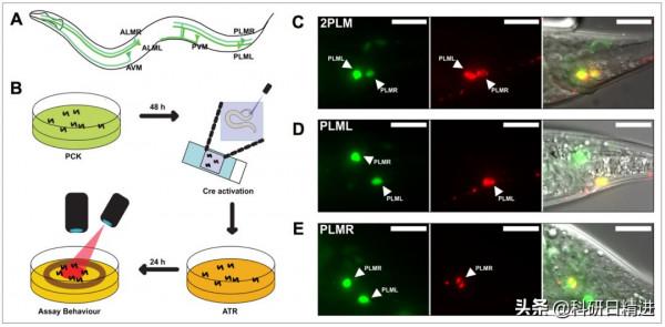 eLife丨如何用光操縱單個細胞中的基因活動? eLife丨如何用光操縱單個細胞中的基因活動?