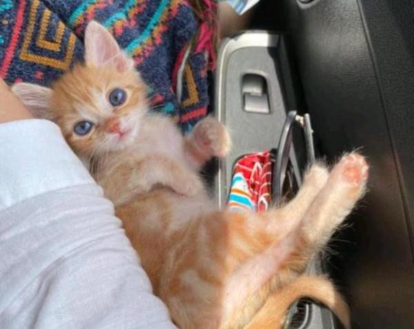 撿到一隻“爛眼貓”,女孩說不在乎貓顏值,卻意外收穫一隻超美貓 撿到一隻“爛眼貓”,女孩說不在乎貓顏值,卻意外收穫一隻超美貓