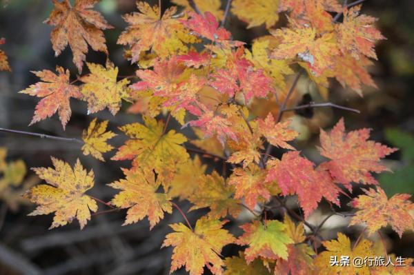 禾火的故事 禾火的故事