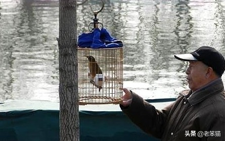 祖傳天價鳥籠背後的故事:老頭無心之錯損失五萬,女兒卻自掏腰包 祖傳天價鳥籠背後的故事:老頭無心之錯損失五萬,女兒卻自掏腰包