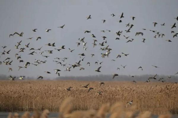 北大荒深處，有顆“綠海明珠”！你來過嗎