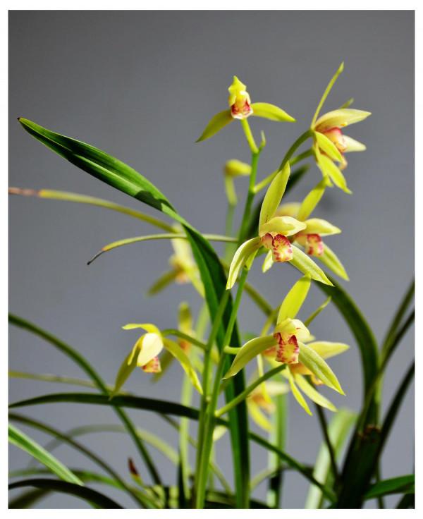 4種花是個“醋罈子”,非常愛吃酸,喂勺醋長得更壯 4種花是個“醋罈子”,非常愛吃酸,喂勺醋長得更壯