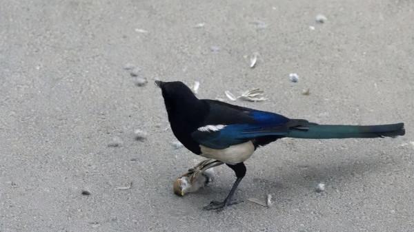 喜鵲變兇禽了？鵲擊長空鬥金雕，圈養麻雀似牛羊，落地抓魚捕鼠兔