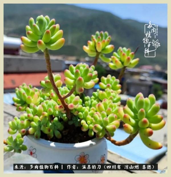 風吹過的夏天,你是仙子落凡間 風吹過的夏天,你是仙子落凡間