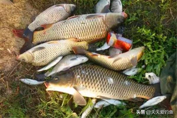 過了秋分,大魚小魚都好釣,釣組可以這樣搭配,能夠大小兼顧 過了秋分,大魚小魚都好釣,釣組可以這樣搭配,能夠大小兼顧