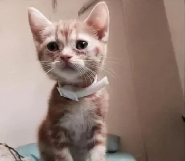 6年前打工養活病重貓,6年後患憂慮症,想不開被它救回,漸痊癒 6年前打工養活病重貓,6年後患憂慮症,想不開被它救回,漸痊癒