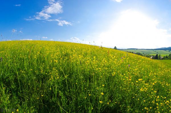 圖片分享一一乎倫貝爾大草原美景