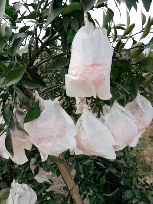 柑橘留樹保鮮賣高價?品種要求、準備工作,你都知道嗎?馬虎不得 柑橘留樹保鮮賣高價?品種要求、準備工作,你都知道嗎?馬虎不得