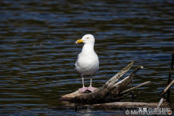 佳能微單800和600長焦鏡頭怎麼樣?不算權威的評測瞭解下 佳能微單800和600長焦鏡頭怎麼樣?不算權威的評測瞭解下
