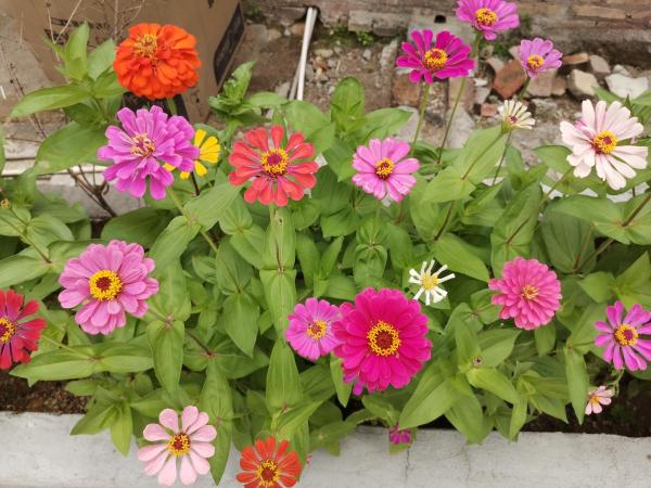 人過五十五,不想再勞累,養5種花完全不操心 人過五十五,不想再勞累,養5種花完全不操心