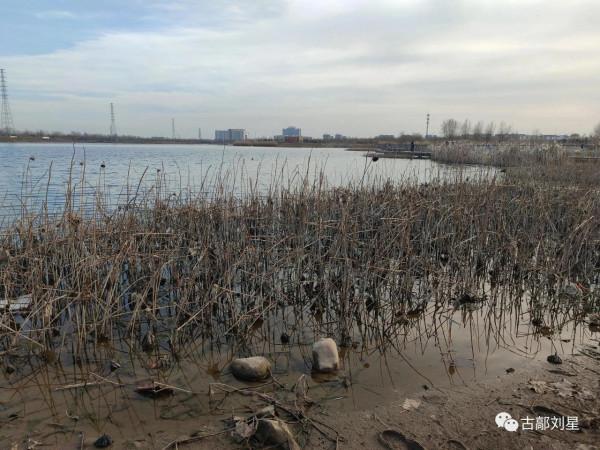 永年洛湖公園殘荷