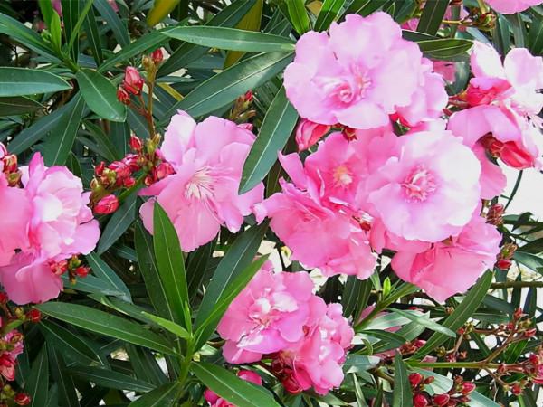 4種花汁液“別沾面板”，新手常中招，一碰就“痛癢”幾天呢