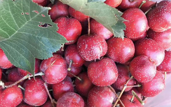 冬至前後，這5種“吉祥果”別忘吃，維C含量高，價格實惠很解饞