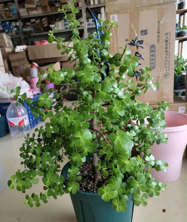 金枝玉葉黃葉掉葉,掌握一招,葉綠花繁,顏值高 金枝玉葉黃葉掉葉,掌握一招,葉綠花繁,顏值高