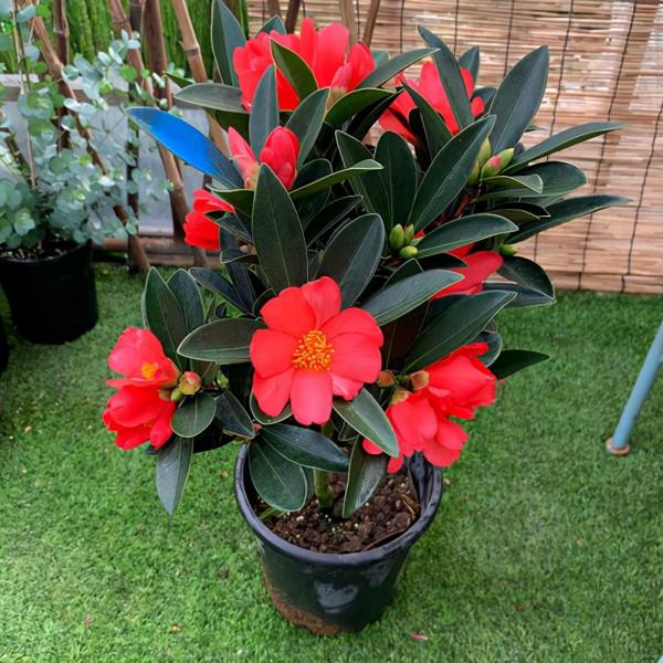 “窮養”5種花，用小花盆栽種，多曬少管更利於生長，又美又值錢