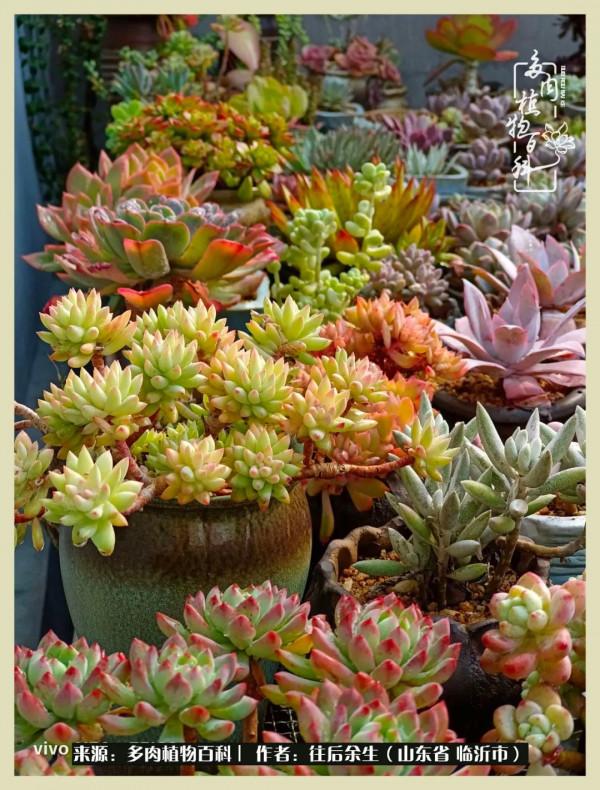 北方有多肉,絕世而獨立!一顧傾人城,再顧傾人國 北方有多肉,絕世而獨立!一顧傾人城,再顧傾人國