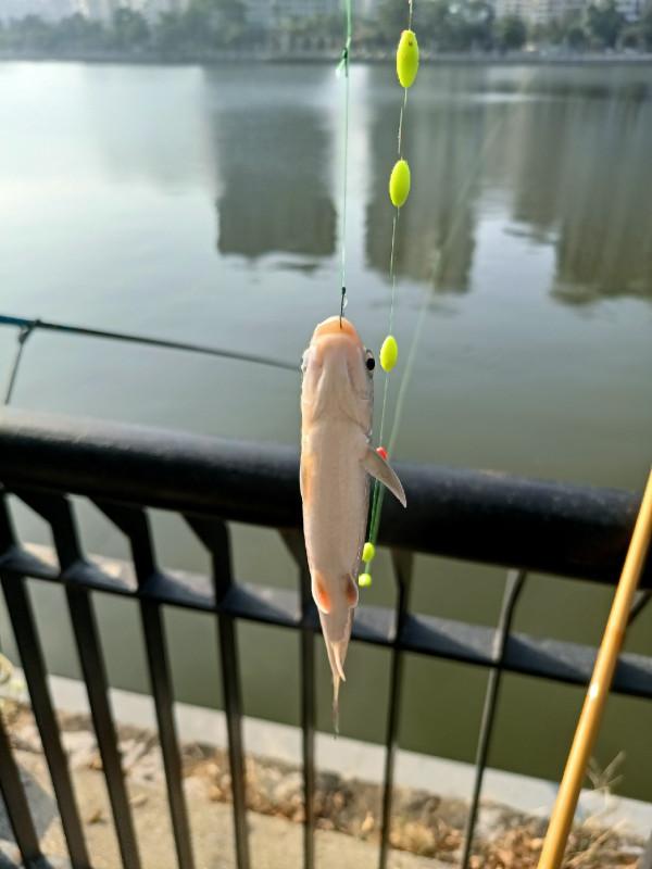 苦守大魚不如改變釣法，說不定也會有驚喜