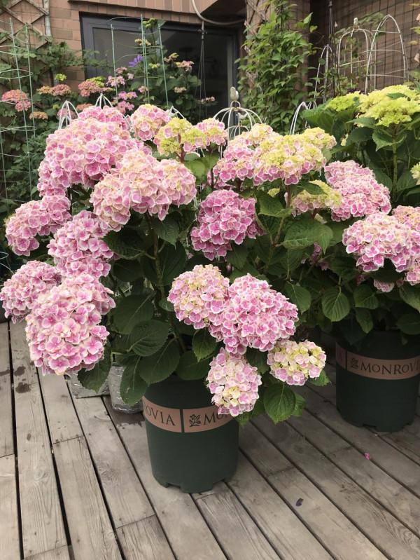 “窮養”4種花,盆越小越漂亮,壽命長,大老樁,還旺家 “窮養”4種花,盆越小越漂亮,壽命長,大老樁,還旺家