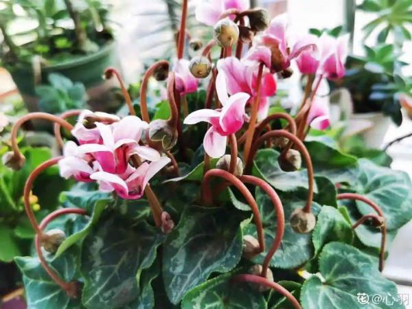 9種花是&OpenCurlyDoubleQuote;一次性&rdquo;，年前買、年後扔，不心疼錢嗎？