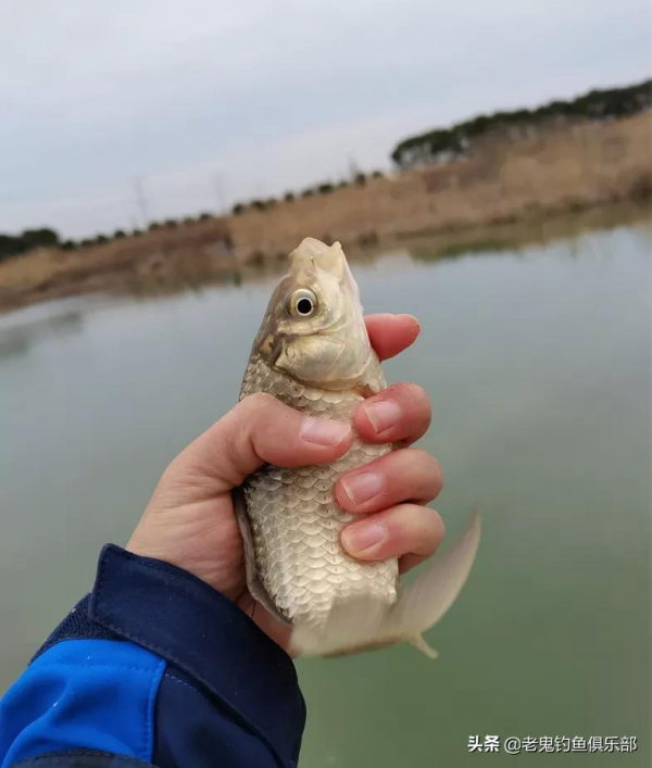 新釣點，野戰之王&CenterDot;腥香再顯神威