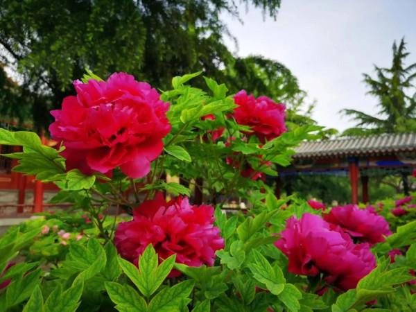 北京大興區冷門公園,有大片盛開的紫藍色薰衣草,免費對遊人開放 北京大興區冷門公園,有大片盛開的紫藍色薰衣草,免費對遊人開放