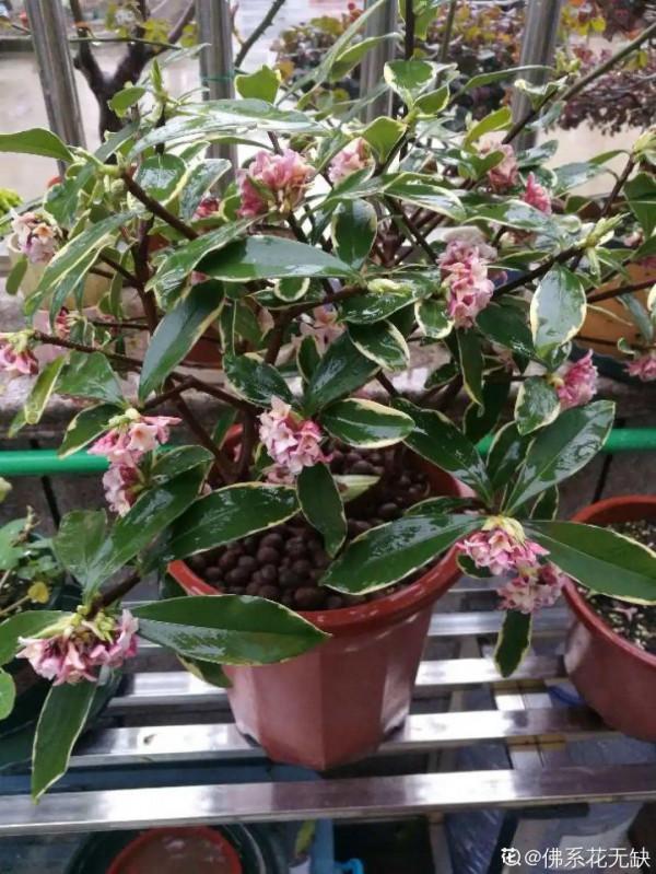 “壽命長”的10種花,寓意好,格調高,老人見了眉開眼笑 “壽命長”的10種花,寓意好,格調高,老人見了眉開眼笑