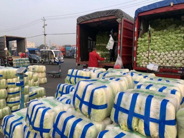 新發地冬儲大白菜上市 價格較去年同期上漲90% 新發地冬儲大白菜上市 價格較去年同期上漲90%