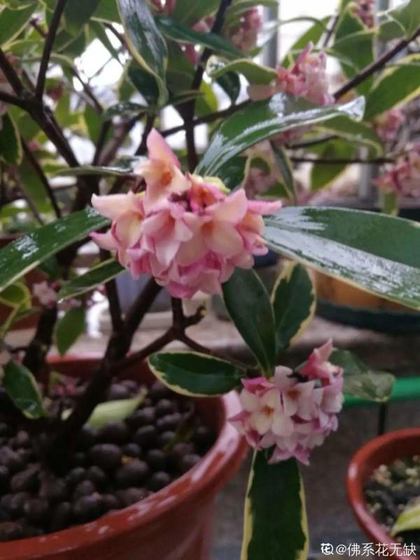 “壽命長”的10種花,寓意好,格調高,老人見了眉開眼笑 “壽命長”的10種花,寓意好,格調高,老人見了眉開眼笑