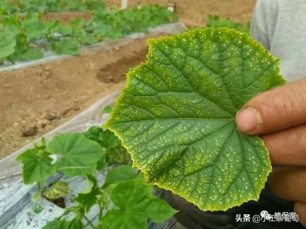 蔬菜葉片幹邊現象頻繁出現！這些原因一定要知道