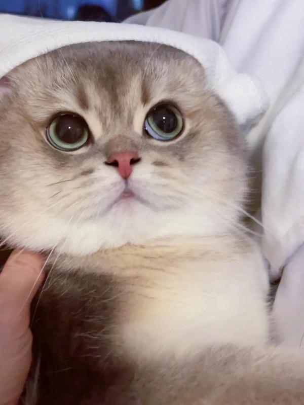 我在寵物店工作慘不忍睹