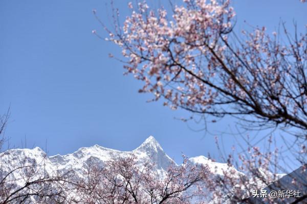 新華全媒+|這裡,是西藏林芝 新華全媒+|這裡,是西藏林芝