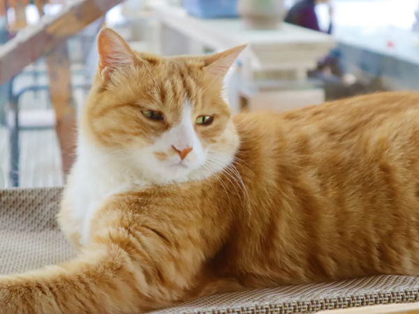 貓別墅還能這麼玩兒？