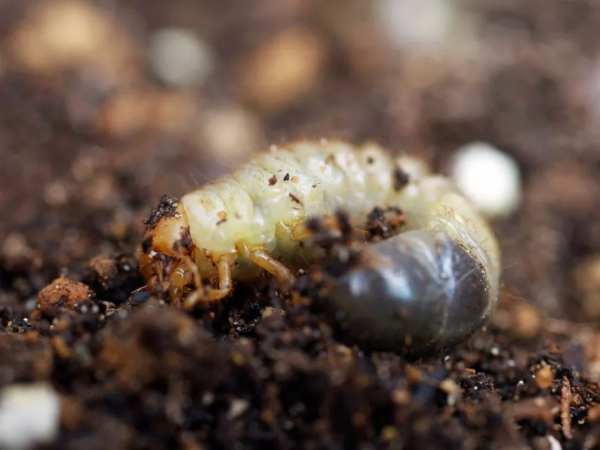 10種常見的地下害蟲,危害很嚴重!怎麼防治?方法看清 10種常見的地下害蟲,危害很嚴重!怎麼防治?方法看清