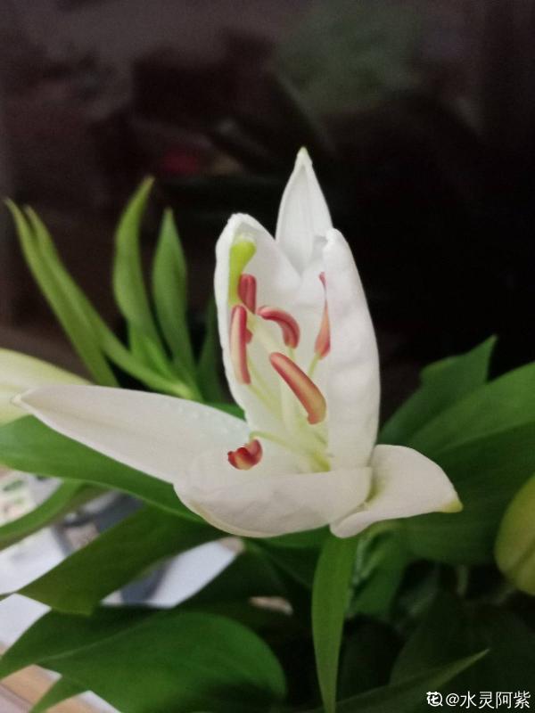 小心香氣！這4種花芳香四溢，卻切忌久聞