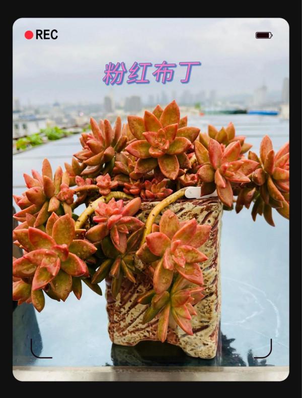 空中花園成就了我的夢想