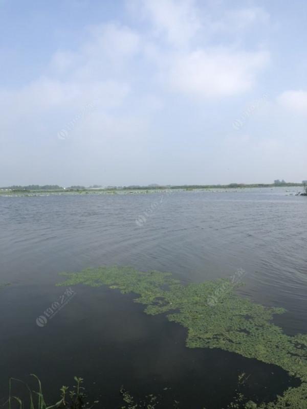 2021垂釣日誌之48，白馬湖高溫揮汗提鯽忙