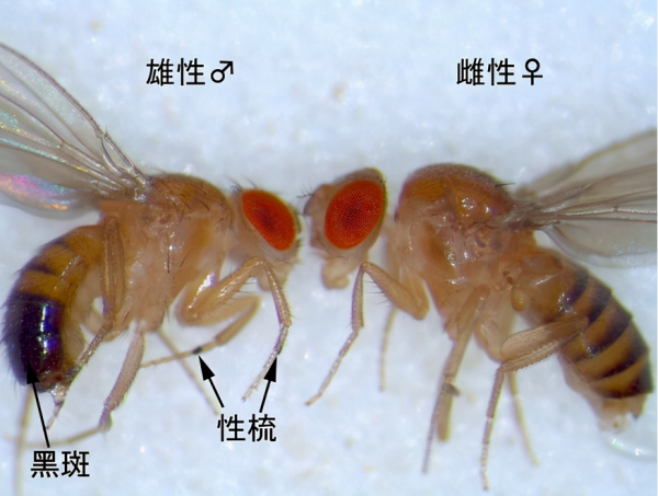 新進展!《Aging》子刊:過表多巴胺神經元蛋白,可延長壽命40% 新進展!《Aging》子刊:過表多巴胺神經元蛋白,可延長壽命40%