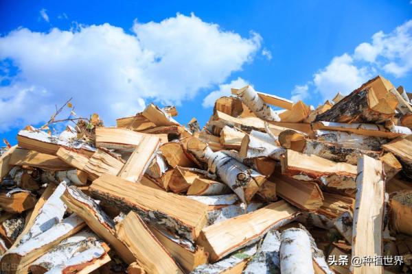 為什麼經常有人去農村收碎木？碎木值錢嗎，能做什麼呢？
