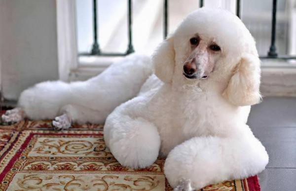 狗界中&OpenCurlyDoubleQuote;通人性&rdquo;的4種狗，你對它多好，它就守護你多久