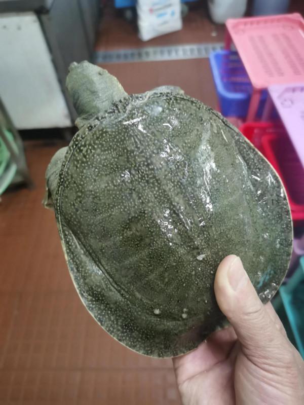 四腳魚一一甲魚