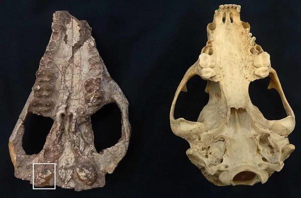 5000萬年前 世界上第一批鯨居然有四肢