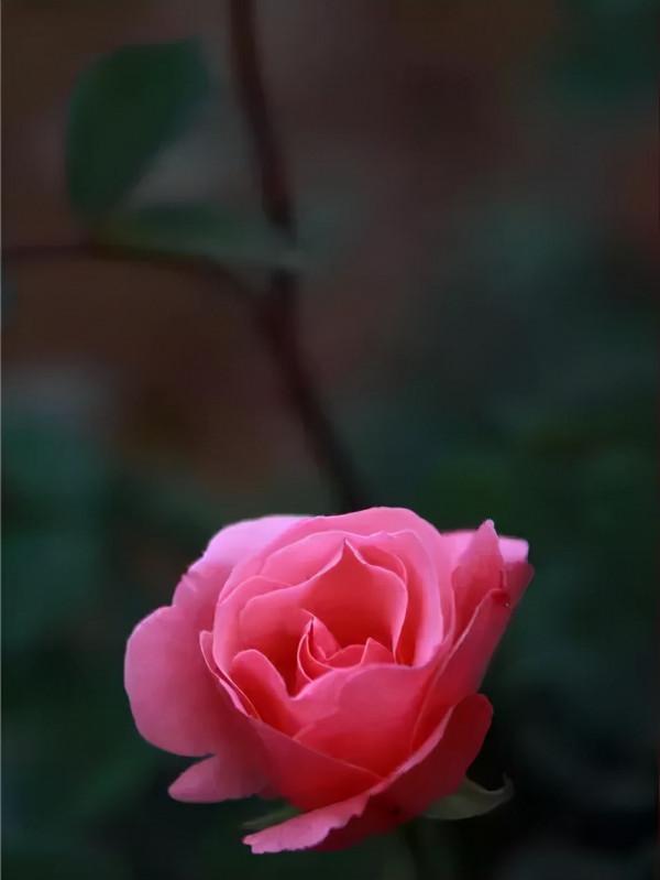 十大名花 十首詩，驚豔千年！第五篇，花中皇后——月季