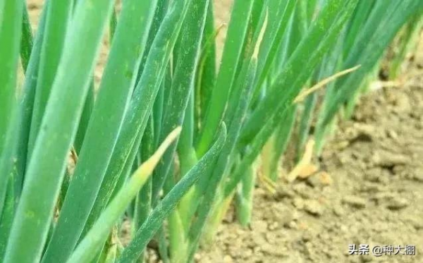 創記錄!全國菜價集體飈紅,菜農卻保本都難 創記錄!全國菜價集體飈紅,菜農卻保本都難