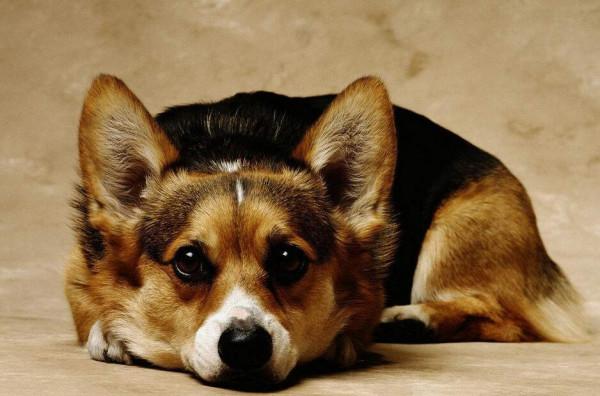 不適合養柯基犬的人,說的是你嗎?一起來看看 不適合養柯基犬的人,說的是你嗎?一起來看看