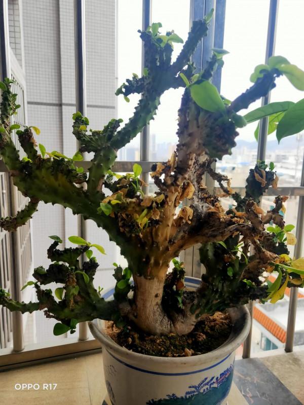 我愛養花，但遠不如老舍先生會養