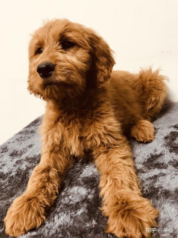 什麼是金貴犬——聽名字就很貴不是人人養得起