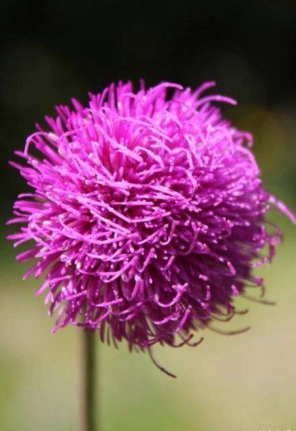 《百花集》（二百五十二）